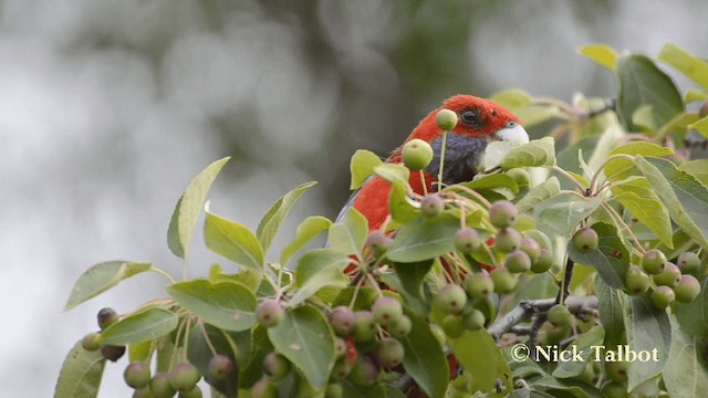  - Crimson Rosella (Crimson)