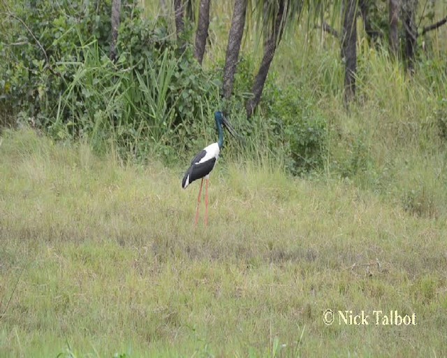 Black-necked Stork - ML201732181