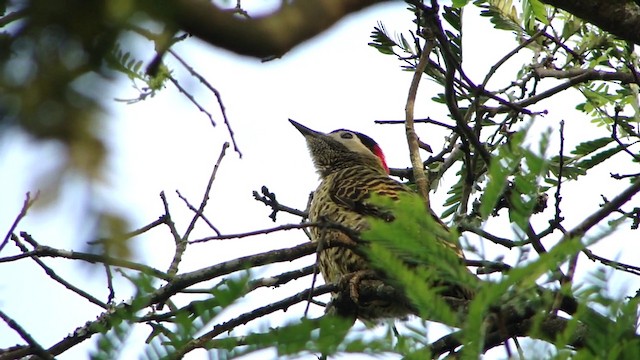 Green-barred Woodpecker (Green-barred) - ML201732271