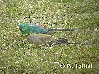 Red-rumped Parrot - ML201732701