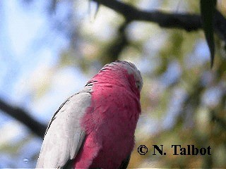 kakadu růžový - ML201733011
