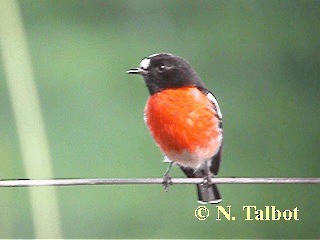Scarlet Robin (Campbell's) - ML201733201