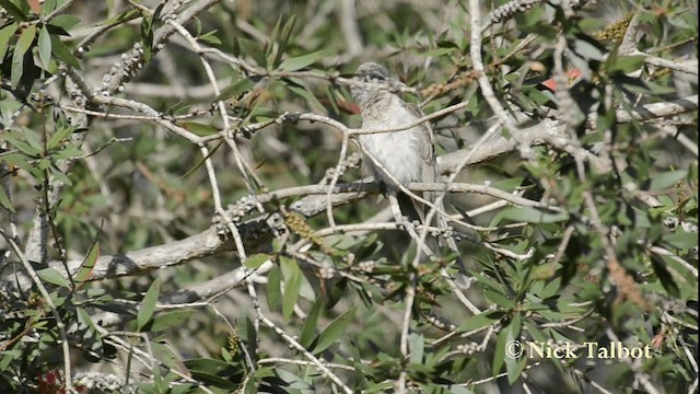 Little Friarbird - ML201733391