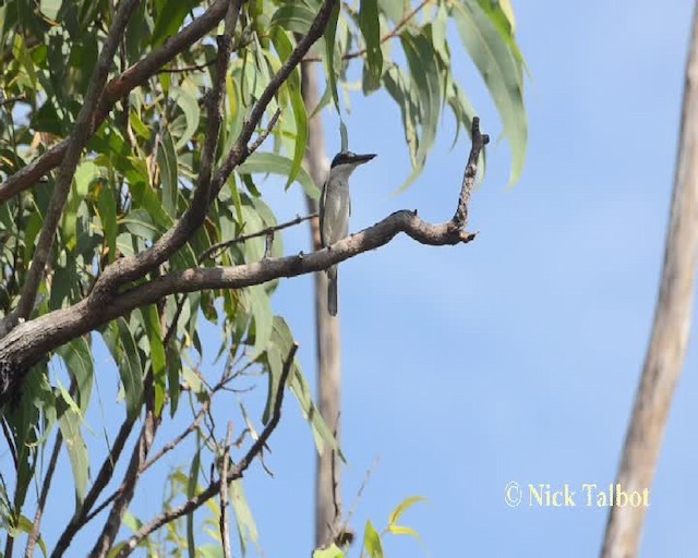 Sacred Kingfisher (Australasian) - ML201733921
