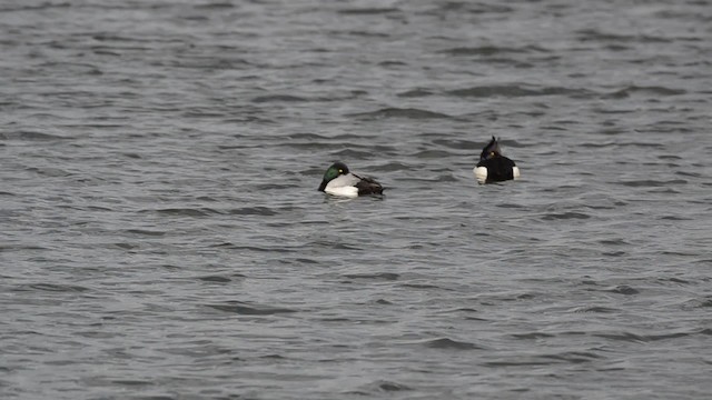 Greater Scaup - ML201734251