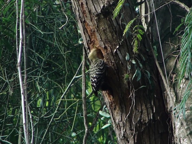 Blond-crested Woodpecker - ML201734711