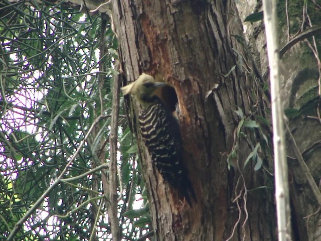 Blond-crested Woodpecker - ML201734721