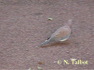 Laughing Dove - ML201734831