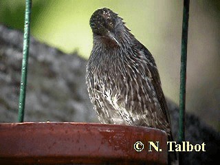  - Little Wattlebird