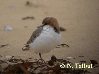Red-capped Plover - ML201735131