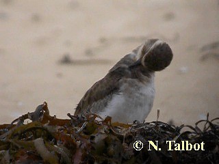 Double-banded Plover - ML201735341