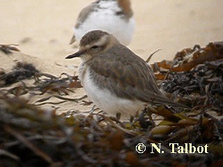 Double-banded Plover - ML201735361