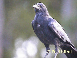 Torresian Crow - ML201735391