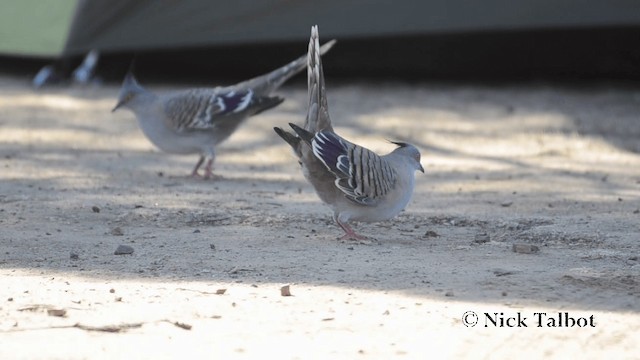 Crested Pigeon - ML201735771