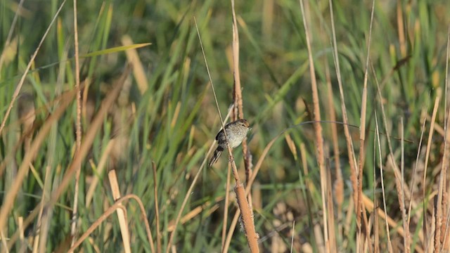 Little Grassbird - ML201736061