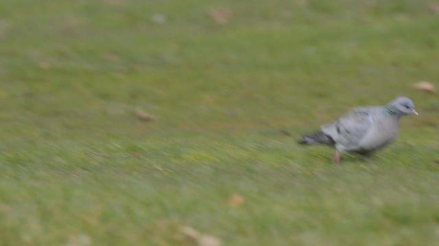 Pigeon colombin - ML201736071
