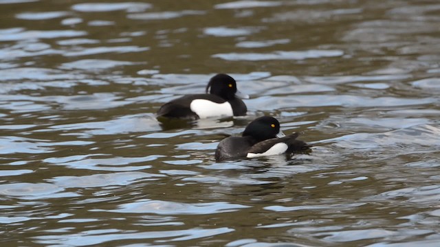 Tufted Duck - ML201736131