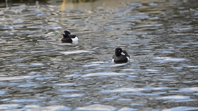 Tufted Duck - ML201736161