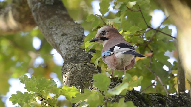 Eurasian Jay Ebird