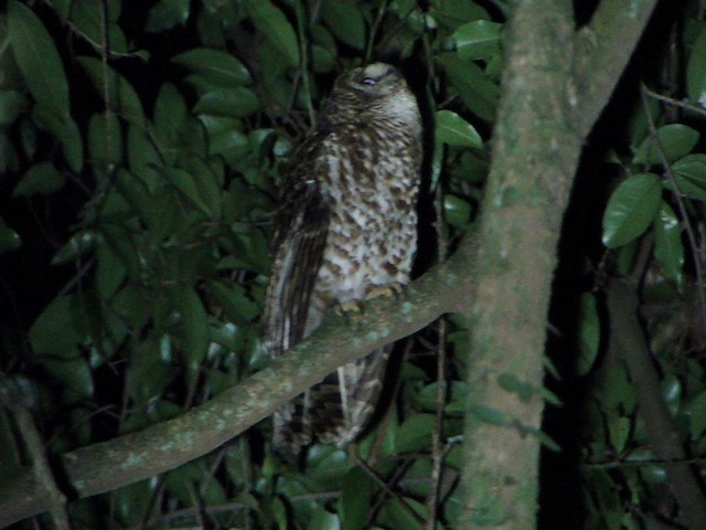 Rusty-barred Owl - ML201736771