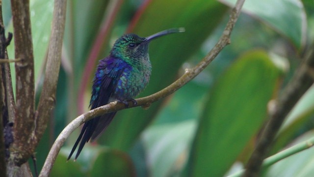 kolibřík pralesní - ML201736791