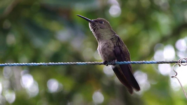 Sombre Hummingbird - ML201736861