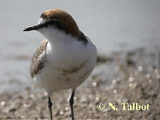 Red-capped Plover - ML201737261