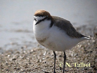 Red-capped Plover - ML201737271