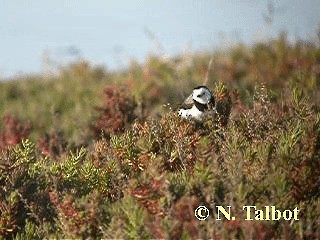 White-fronted Chat - ML201737361