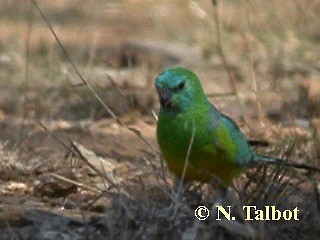 Red-rumped Parrot - ML201737551