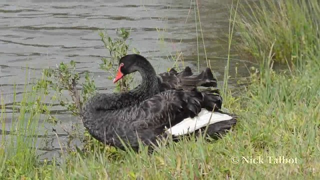 Black Swan - ML201737771