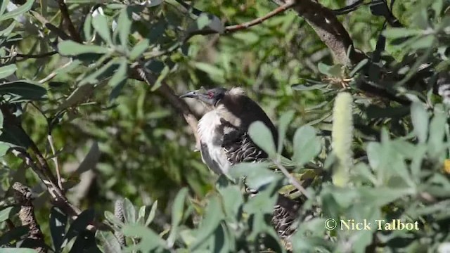 Noisy Friarbird - ML201737871