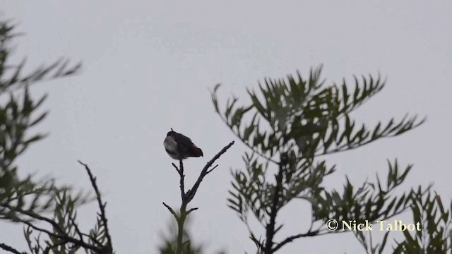 Mistletoebird (Mistletoebird) - ML201737891