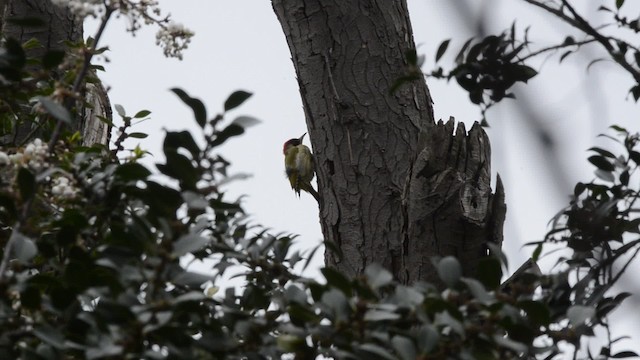 Eurasian Green Woodpecker (Eurasian) - ML201738461