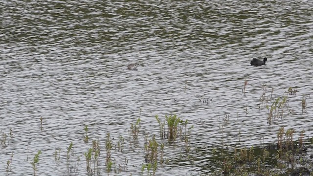 Black-tailed Godwit (islandica) - ML201738551