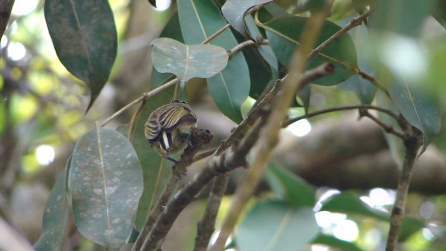 Fine-barred Piculet - ML201738991