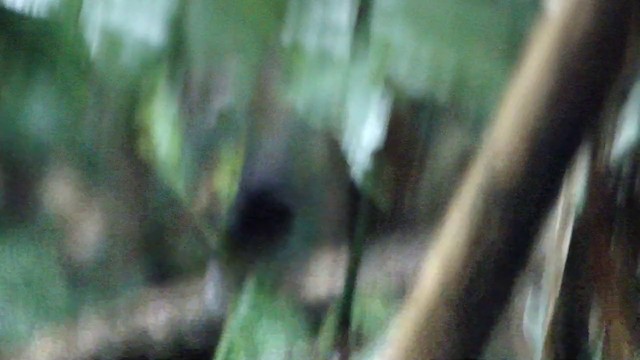 Rotschwanz-Ameisenvogel - ML201739041