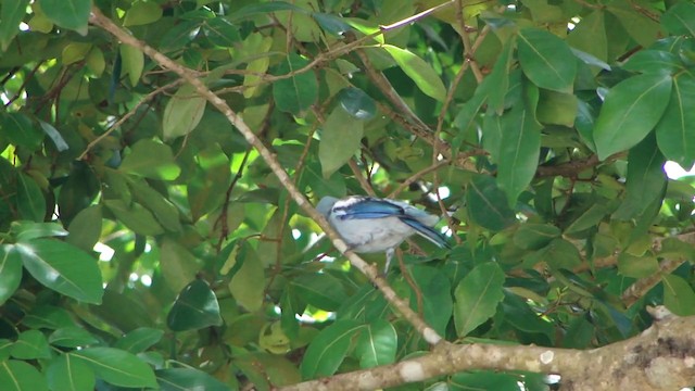 Blue-gray Tanager - ML201739081