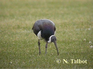 ibis slámokrký - ML201739291