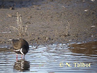 Red-kneed Dotterel - ML201739301