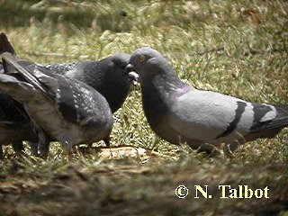 Rock Pigeon (Feral Pigeon) - ML201739501