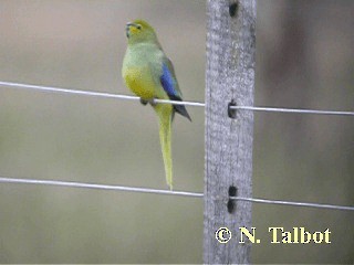Blue-winged Parrot - ML201739621