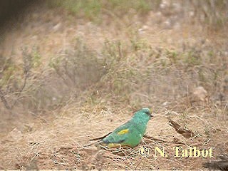  - Mulga Parrot