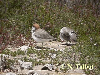 Red-capped Plover - ML201739861