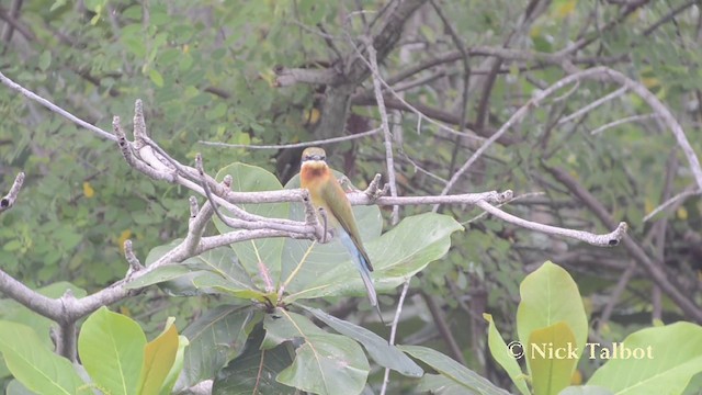 Blue-tailed Bee-eater - ML201739971