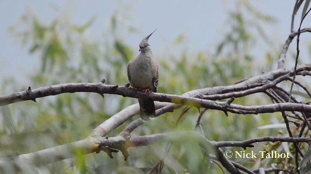 Crested Pigeon - ML201740081