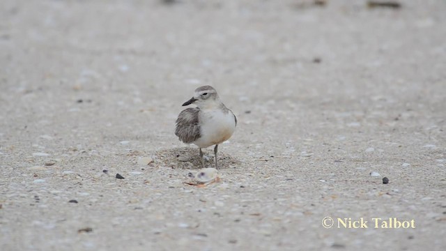 Red-breasted Dotterel (Northern) - ML201740171