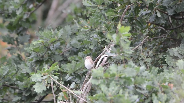Spotted Flycatcher (Spotted) - ML201740681