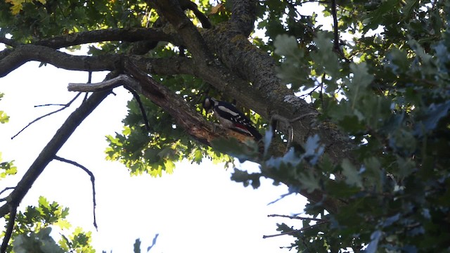 Great Spotted Woodpecker (Great Spotted) - ML201740711