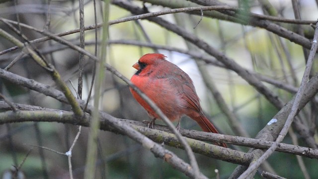 Красный кардинал [группа cardinalis] - ML201740941